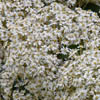 Olearia arborescens